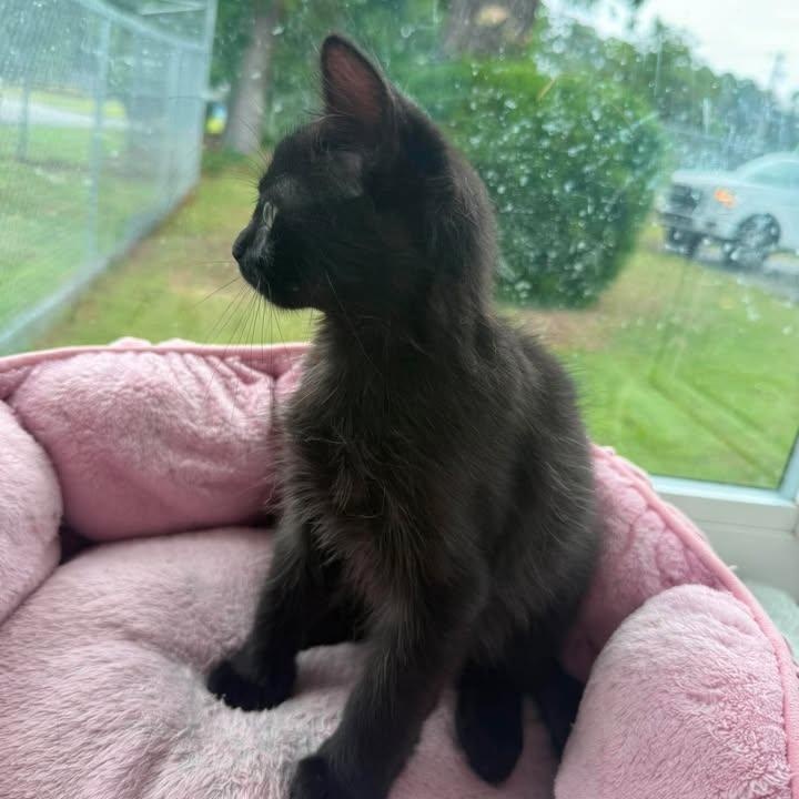 Enlarge Wesley, an adopted Domestic Short Hair in Wilmington, NC image 2/6