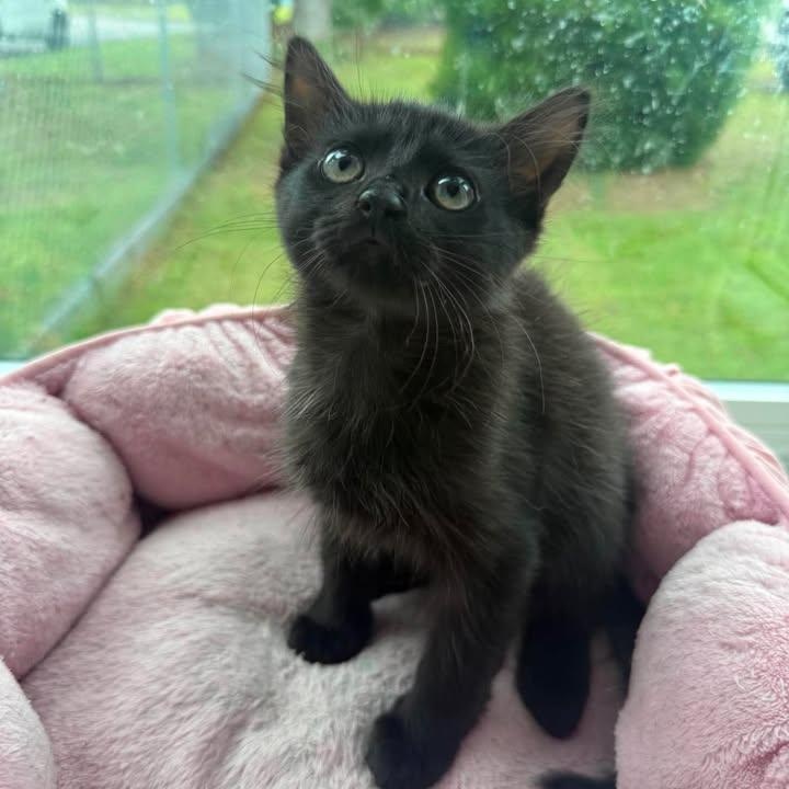 Wesley, adopted, Young Male Domestic Short Hair.