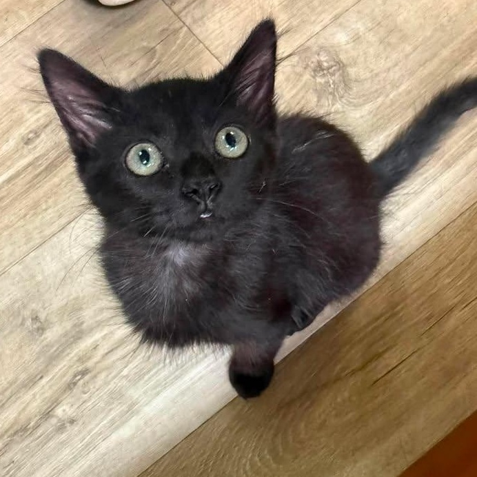 Enlarge Wesley, an adopted Domestic Short Hair in Wilmington, NC image 4/6