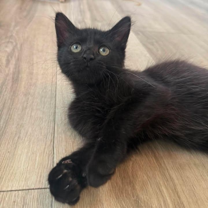 Enlarge Wesley, an adopted Domestic Short Hair in Wilmington, NC image 5/6