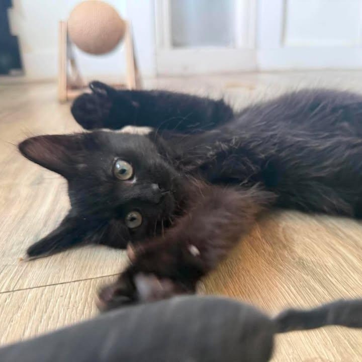 Enlarge Wesley, an adopted Domestic Short Hair in Wilmington, NC image 6/6