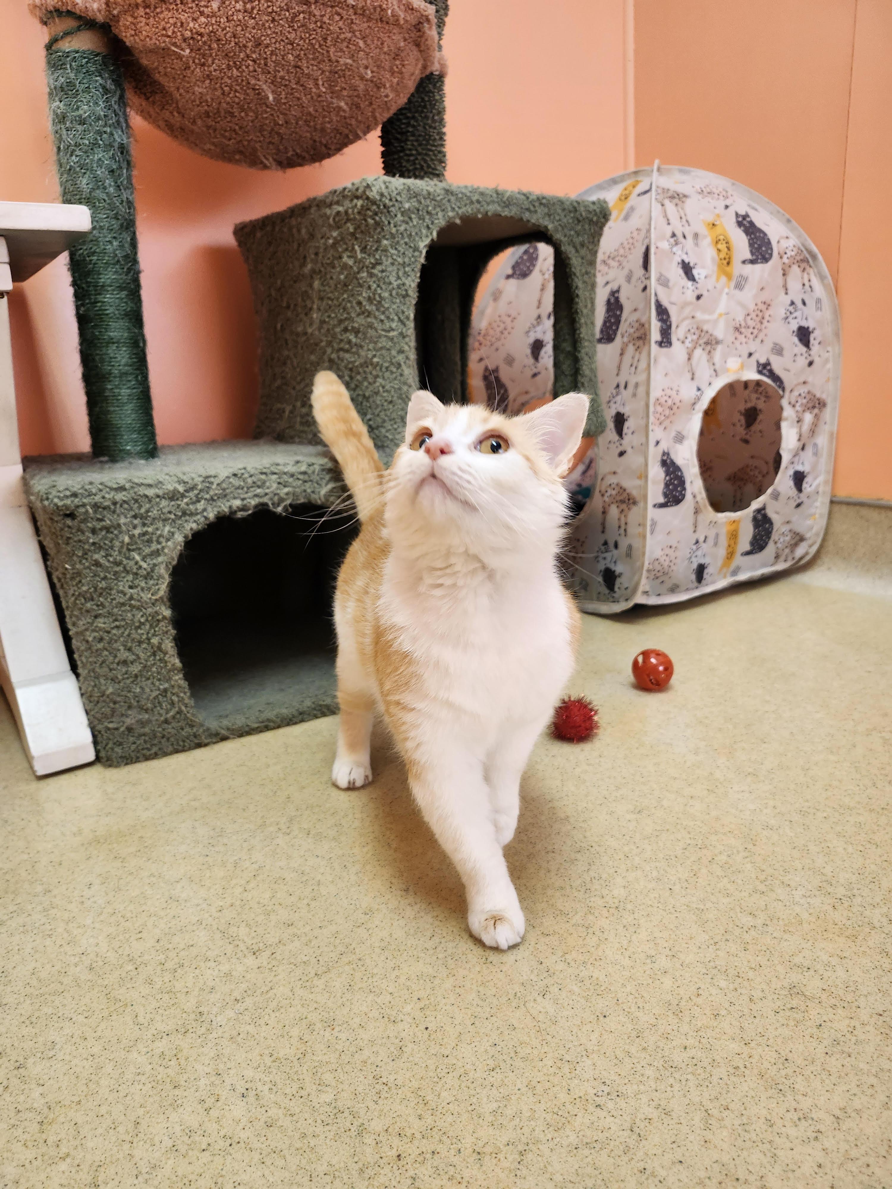 Honey Bunny, an adopted Domestic Short Hair in Reynoldsburg, OH image 2/3