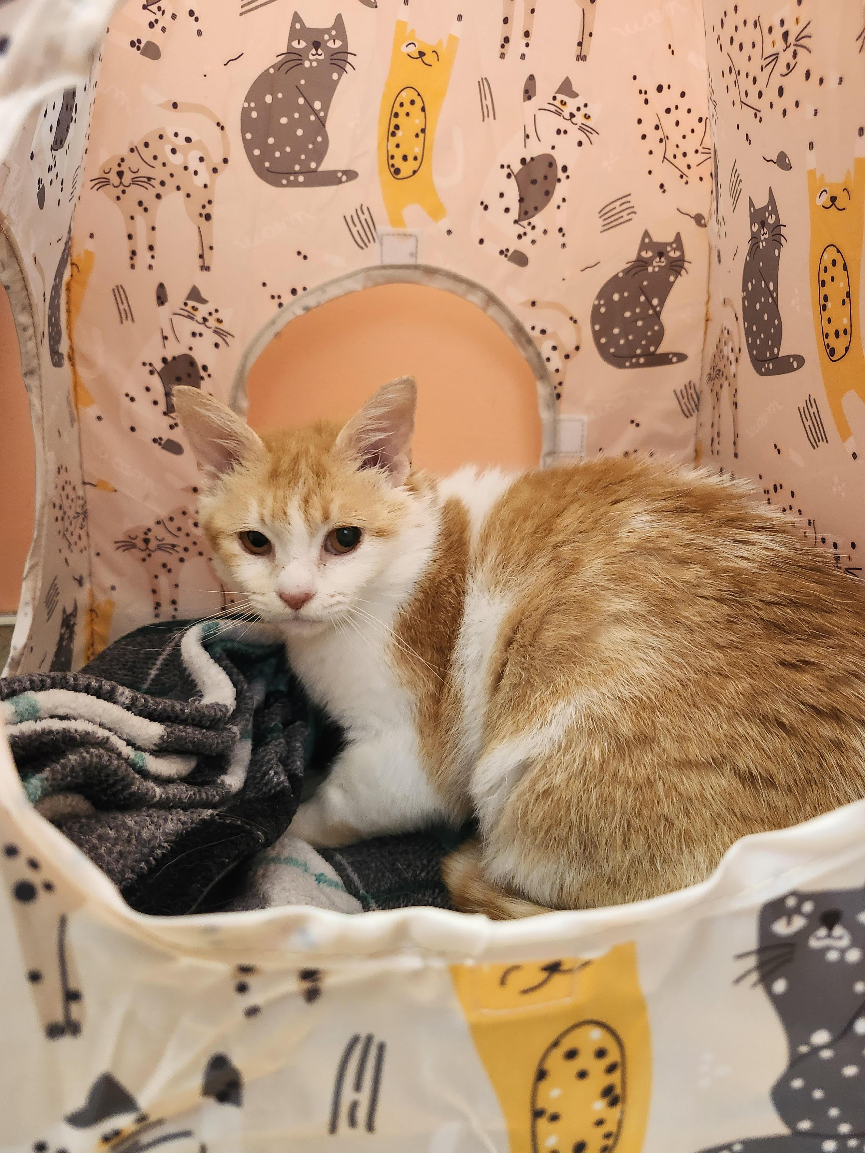 Honey Bunny, an adopted Domestic Short Hair in Reynoldsburg, OH image 3/3