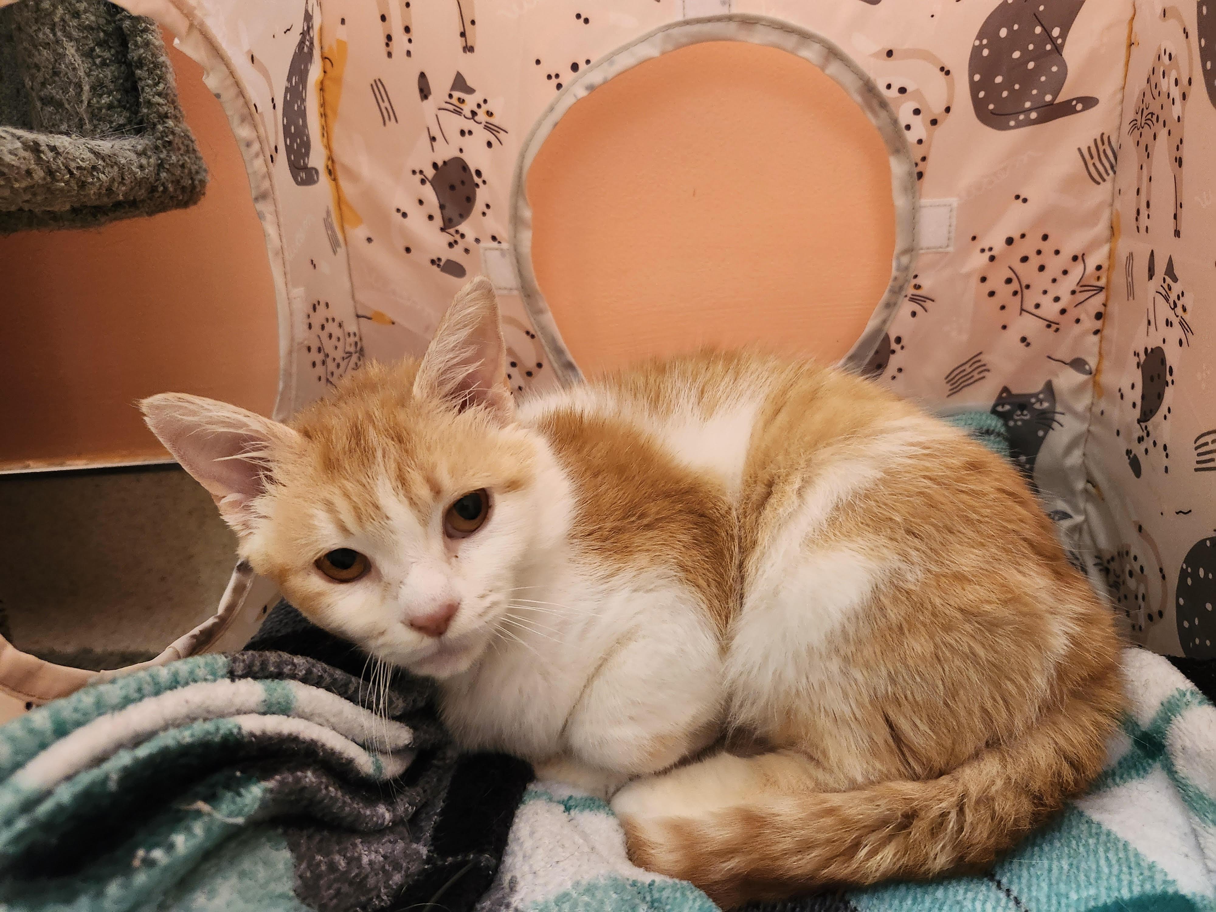 Honey Bunny, adopted, Adult Female Domestic Short Hair.