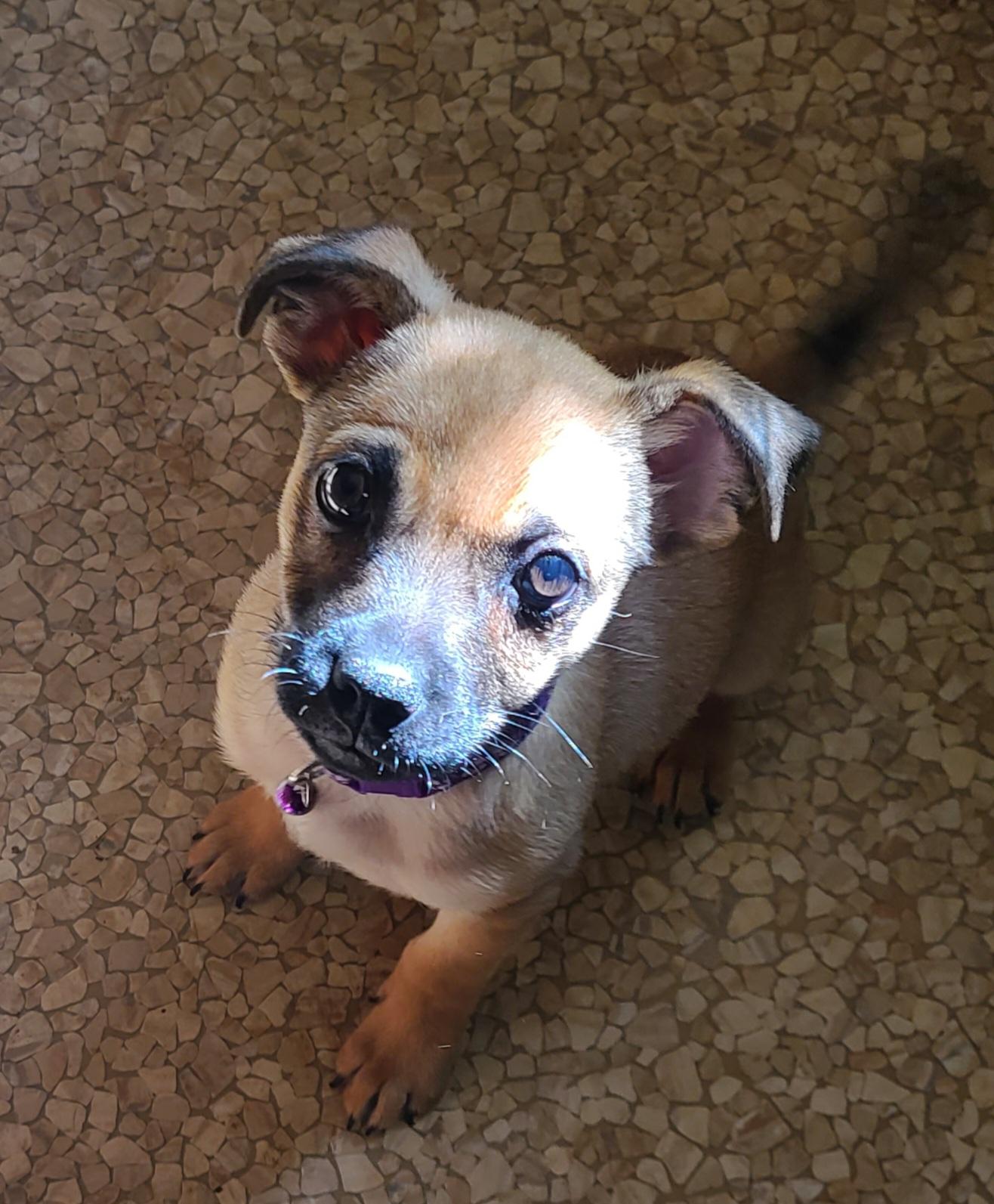 Enlarge Noodle, a Adoptable mixed breed in Murphys, CA image 2/4