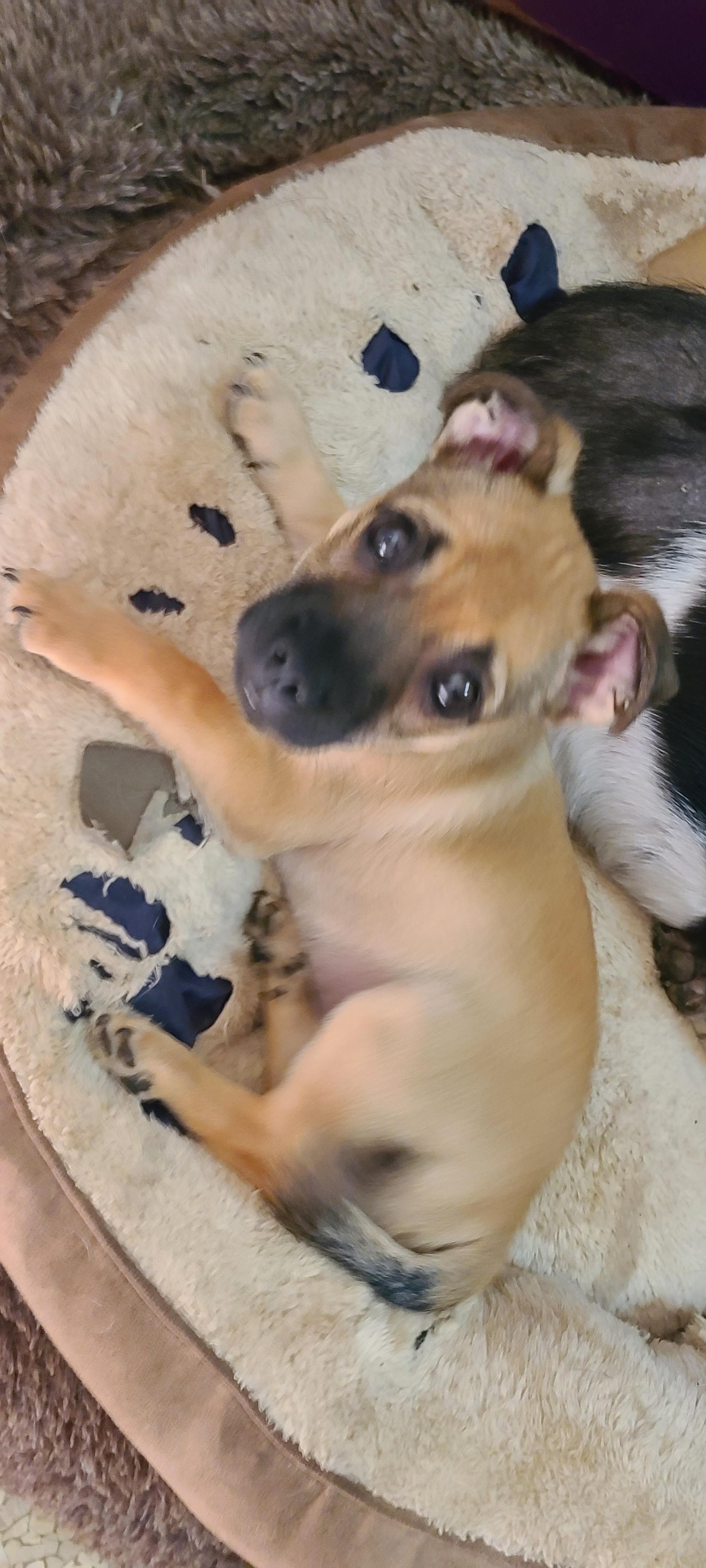 Enlarge Noodle, a Adoptable mixed breed in Murphys, CA image 3/4