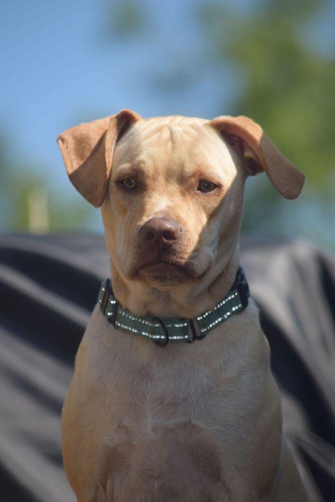 Jorgy - fostered in Omaha, a Adoptable mixed breed in Shawnee Mission, KS image 1/6