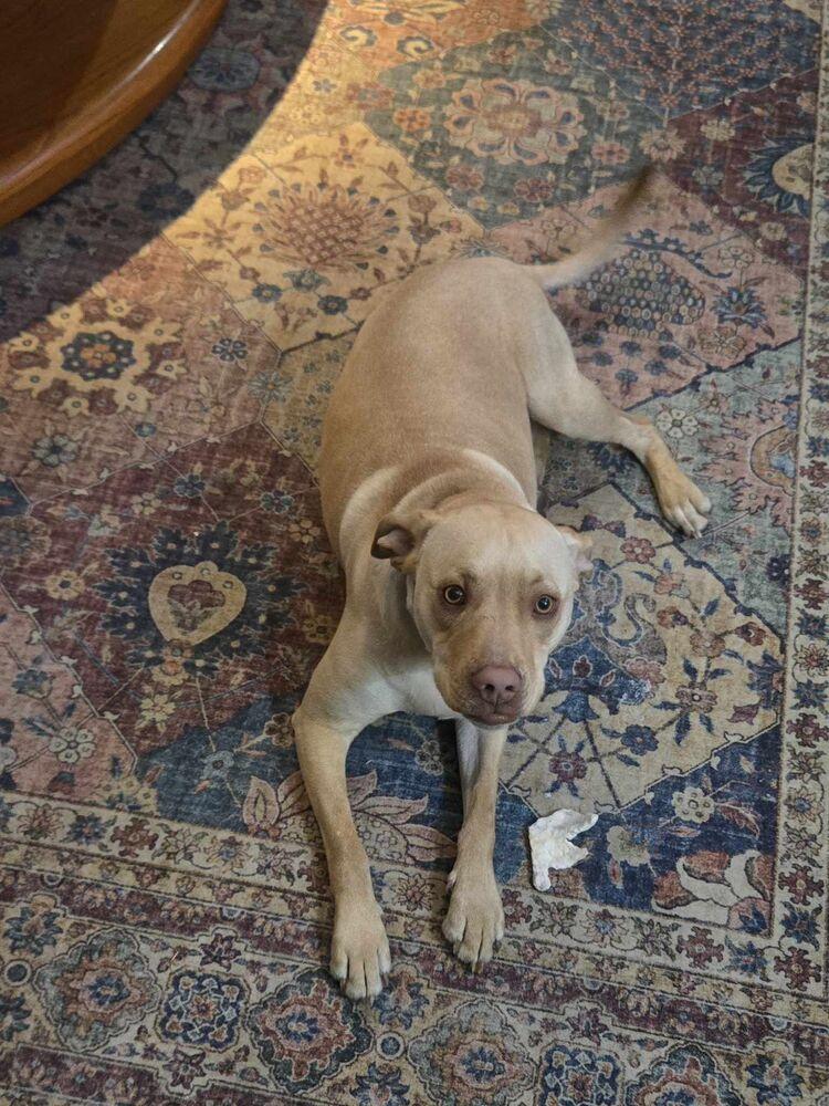 Jorgy - fostered in Omaha, a Adoptable mixed breed in Shawnee Mission, KS image 2/6