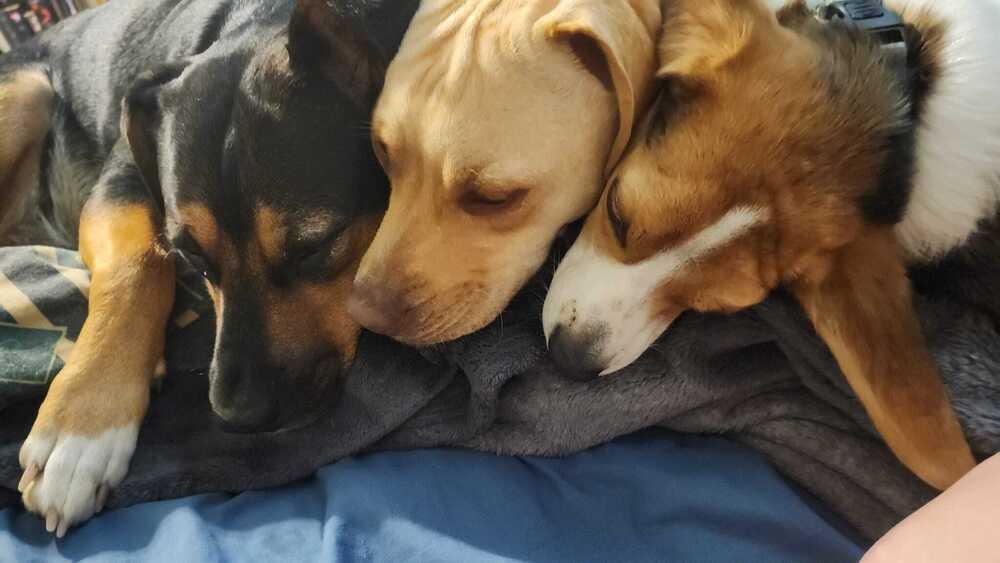 Jorgy - fostered in Omaha, a Adoptable mixed breed in Shawnee Mission, KS image 3/6