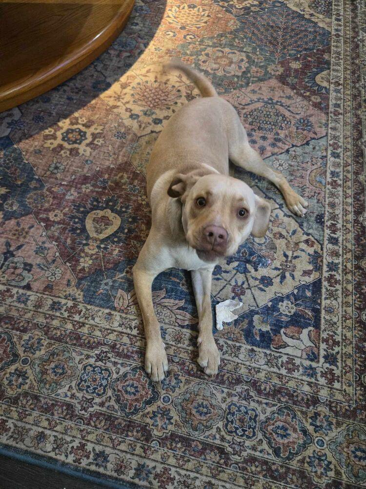 Jorgy - fostered in Omaha, a Adoptable mixed breed in Shawnee Mission, KS image 5/6