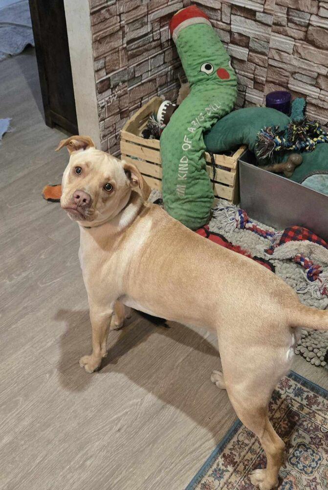 Jorgy - fostered in Omaha, a Adoptable mixed breed in Shawnee Mission, KS image 6/6