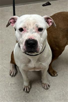 Enlarge JLO, a Adoptable Pit Bull Terrier in Saginaw, MI image 1/1