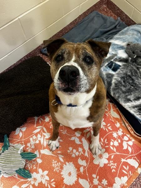 Reuben, Adoptable, Senior Male Boxer & Labrador Retriever.