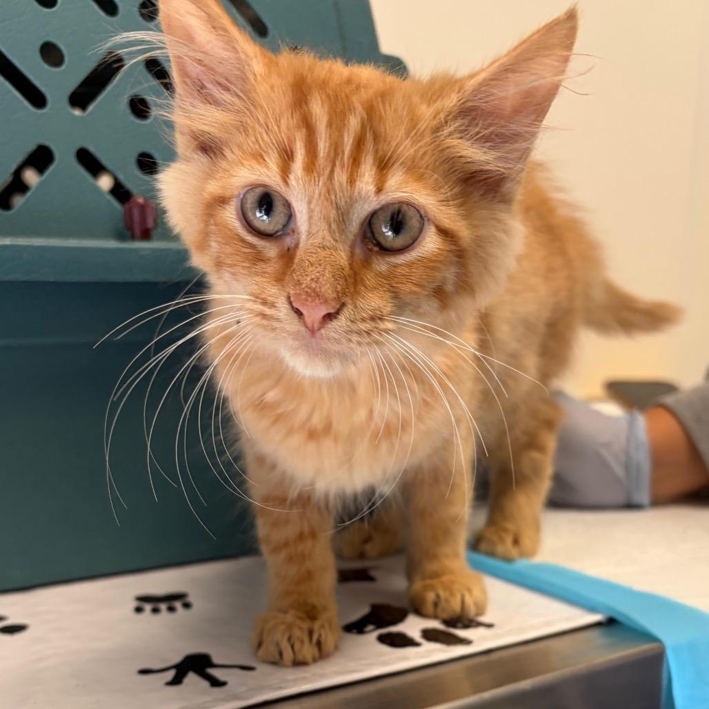 Twix, Adoptable, Kitten Male Domestic Short Hair.