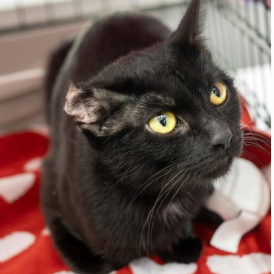 Peanut, ADOPTABLE, Young Female Domestic Short Hair.