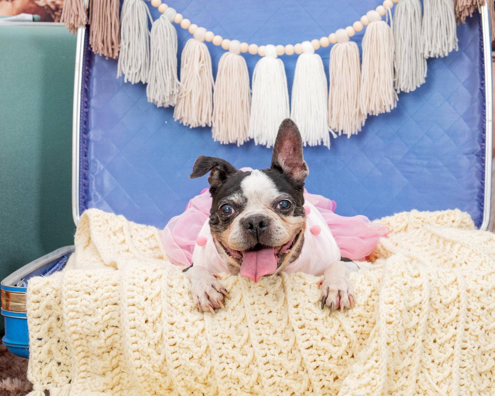 Betsy, Adoptable, Senior Female Boston Terrier.