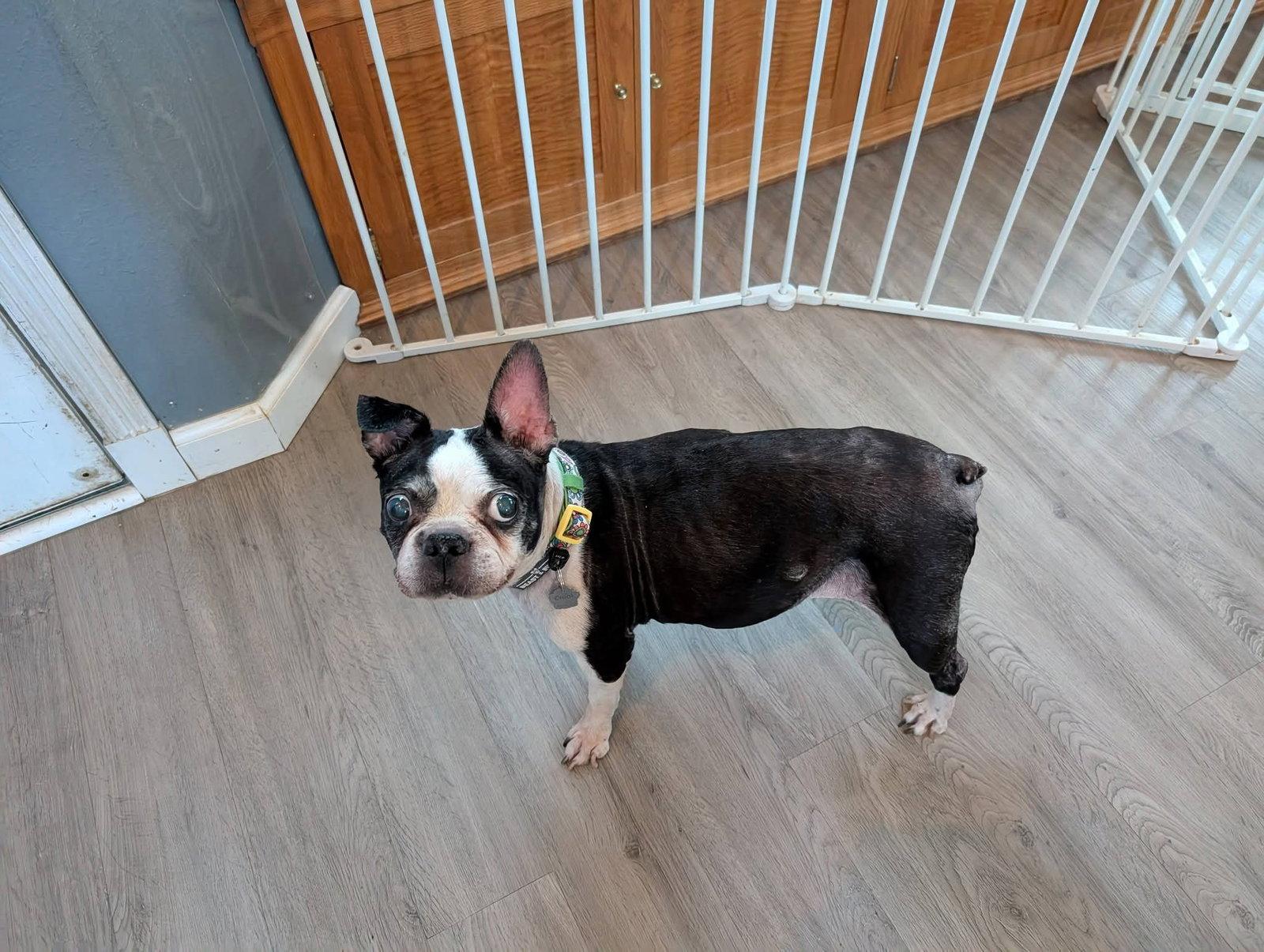 Betsy, a Adoptable Boston Terrier in Huntington Beach, CA image 2/3