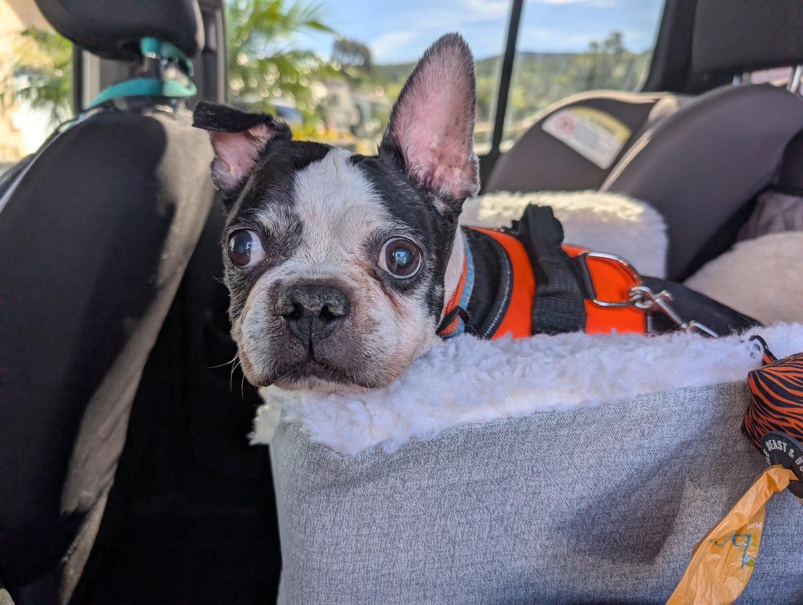 Betsy, a Adoptable Boston Terrier in Huntington Beach, CA image 3/3