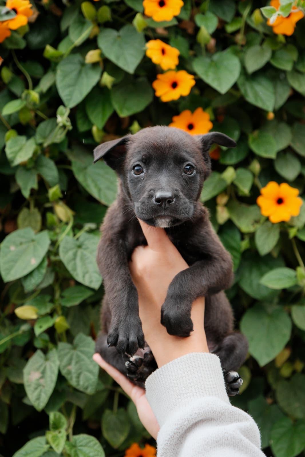 Enlarge Ricotta, a Adoptable mixed breed in San Diego, CA image 1/1