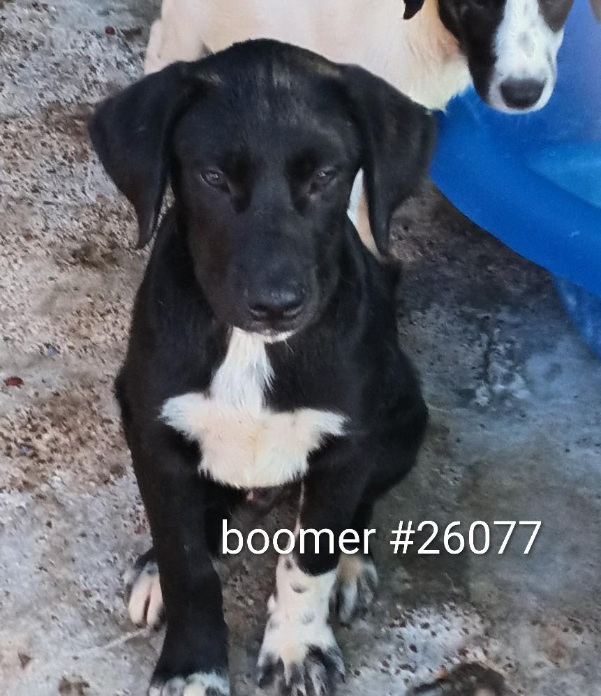 Boomer, ADOPTABLE, Young Male Mixed Breed.