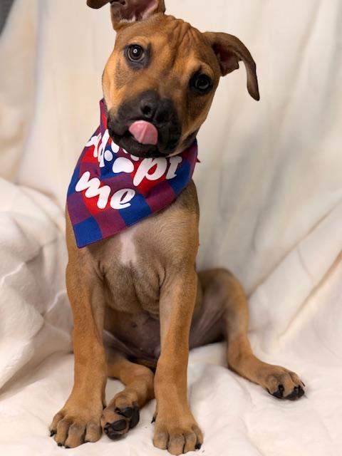 BRUNO, Adoptable, Young Male Shepherd.