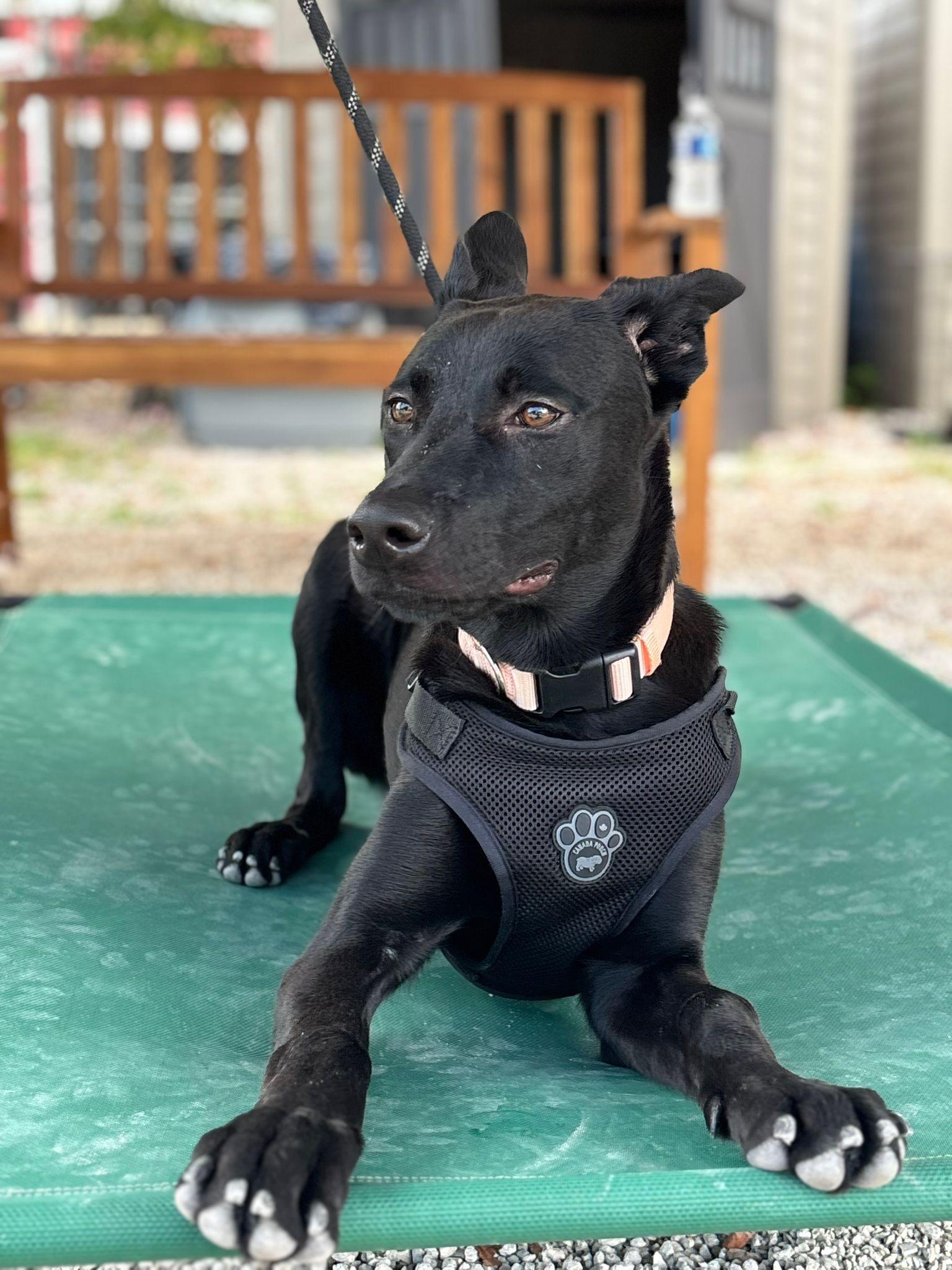 RIHANNA, Adoptable, Young Female Shepherd.