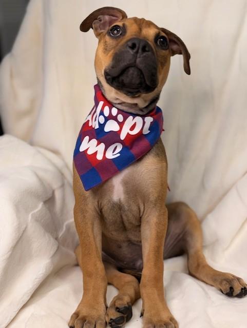 Enlarge BRUNO, a Adoptable mixed breed in Miami, FL image 3/3