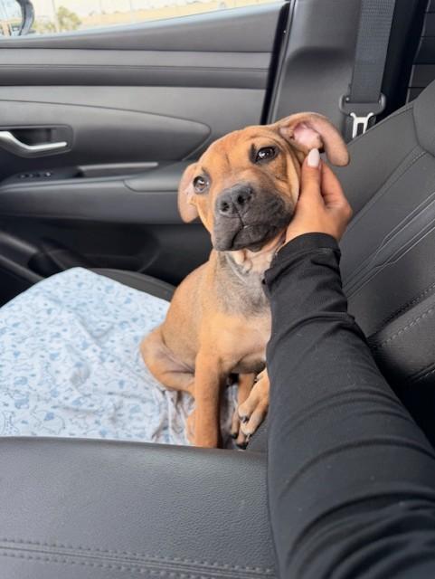 Enlarge BRUNO, a Adoptable mixed breed in Miami, FL image 2/3