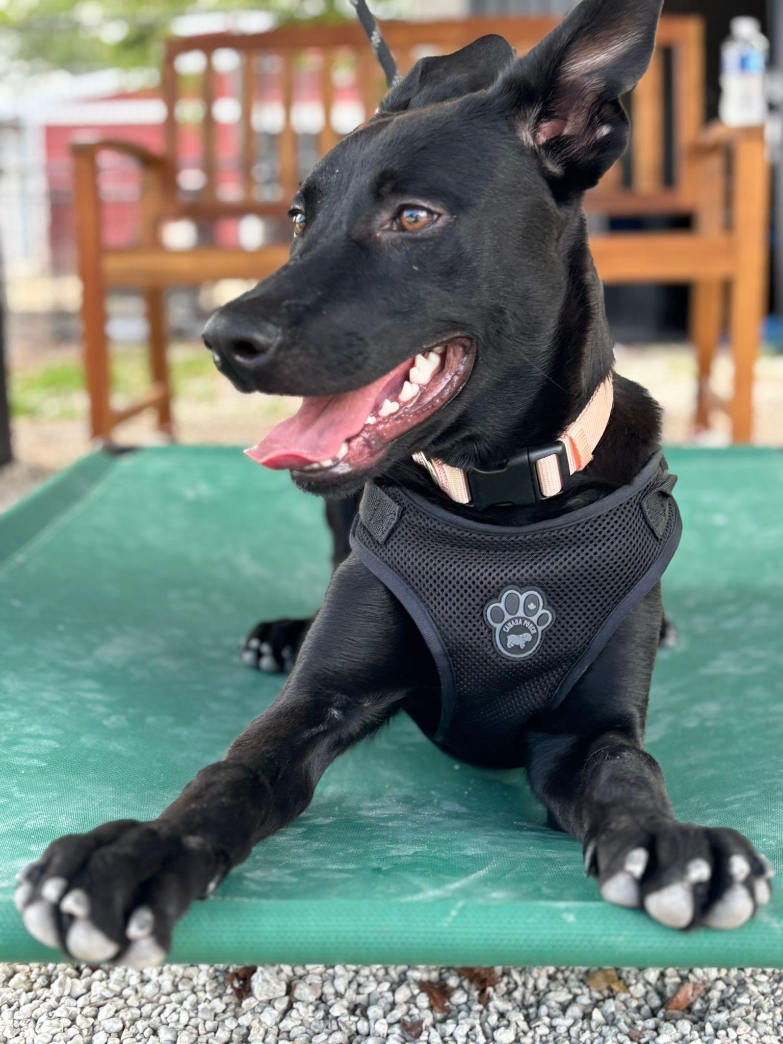 Enlarge RIHANNA, a Adoptable mixed breed in Miami, FL image 2/3