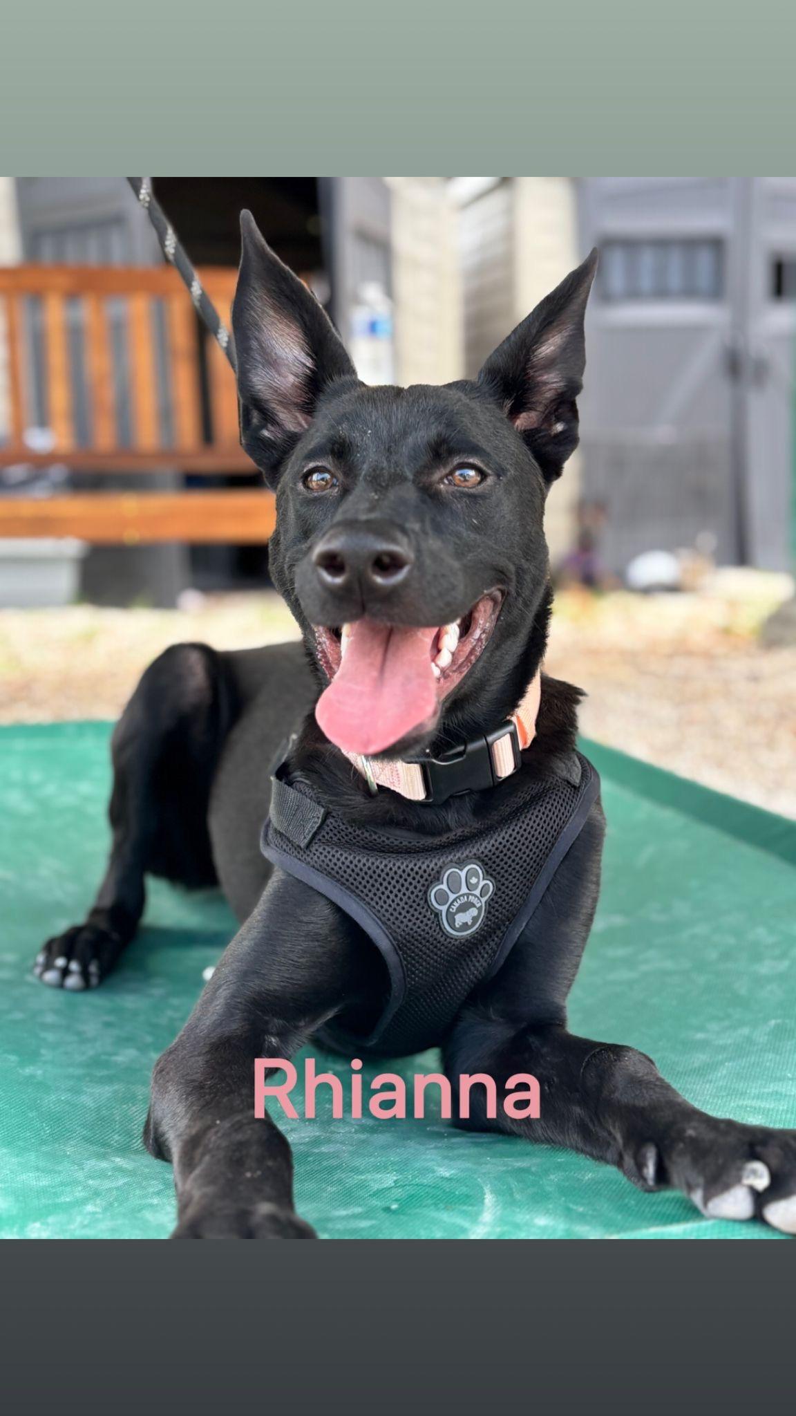 Rihanna is a goofy female dog who never fails to bring a smile to everyones face With her playful 