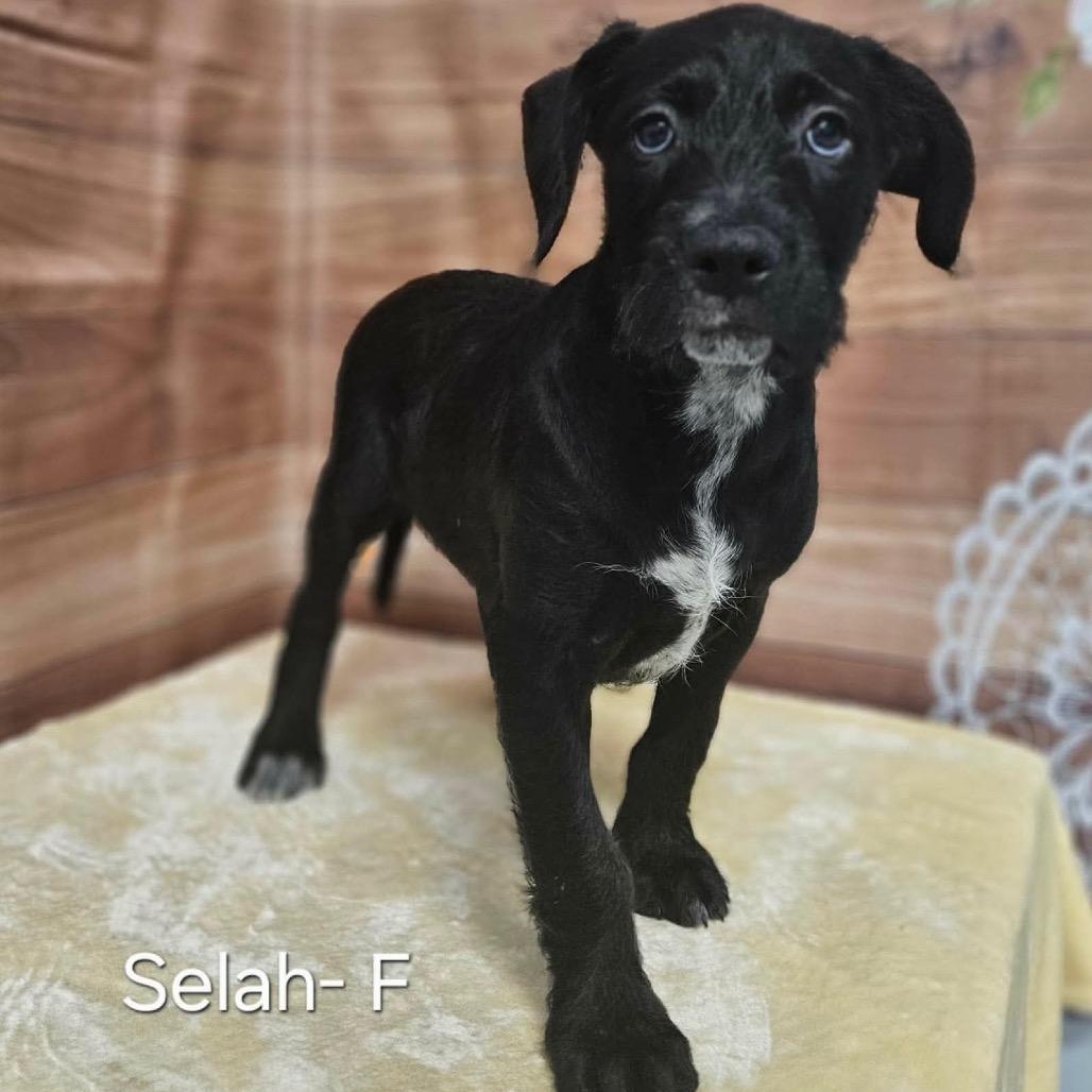 Enlarge Selah, a Adoptable mixed breed in Griswold, CT image 1/2