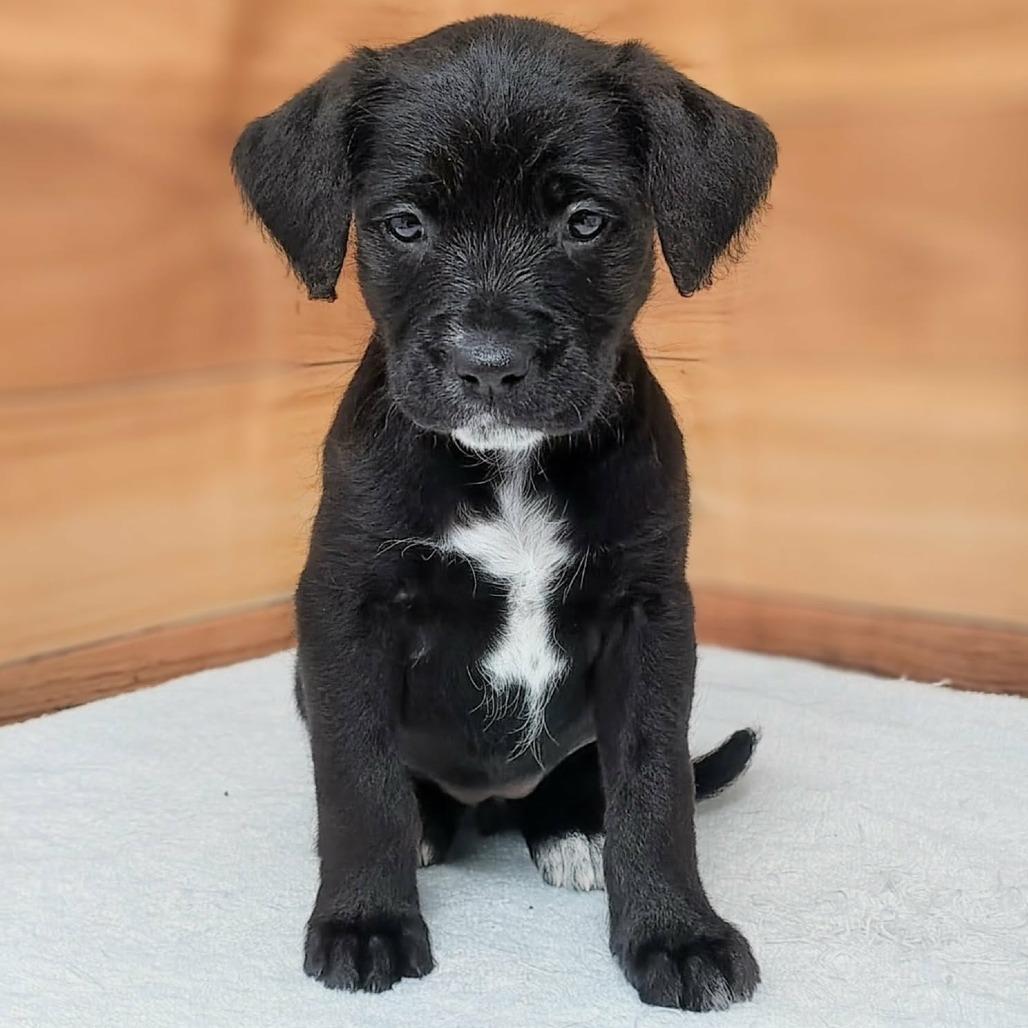 Enlarge Selah, a Adoptable mixed breed in Griswold, CT image 2/2