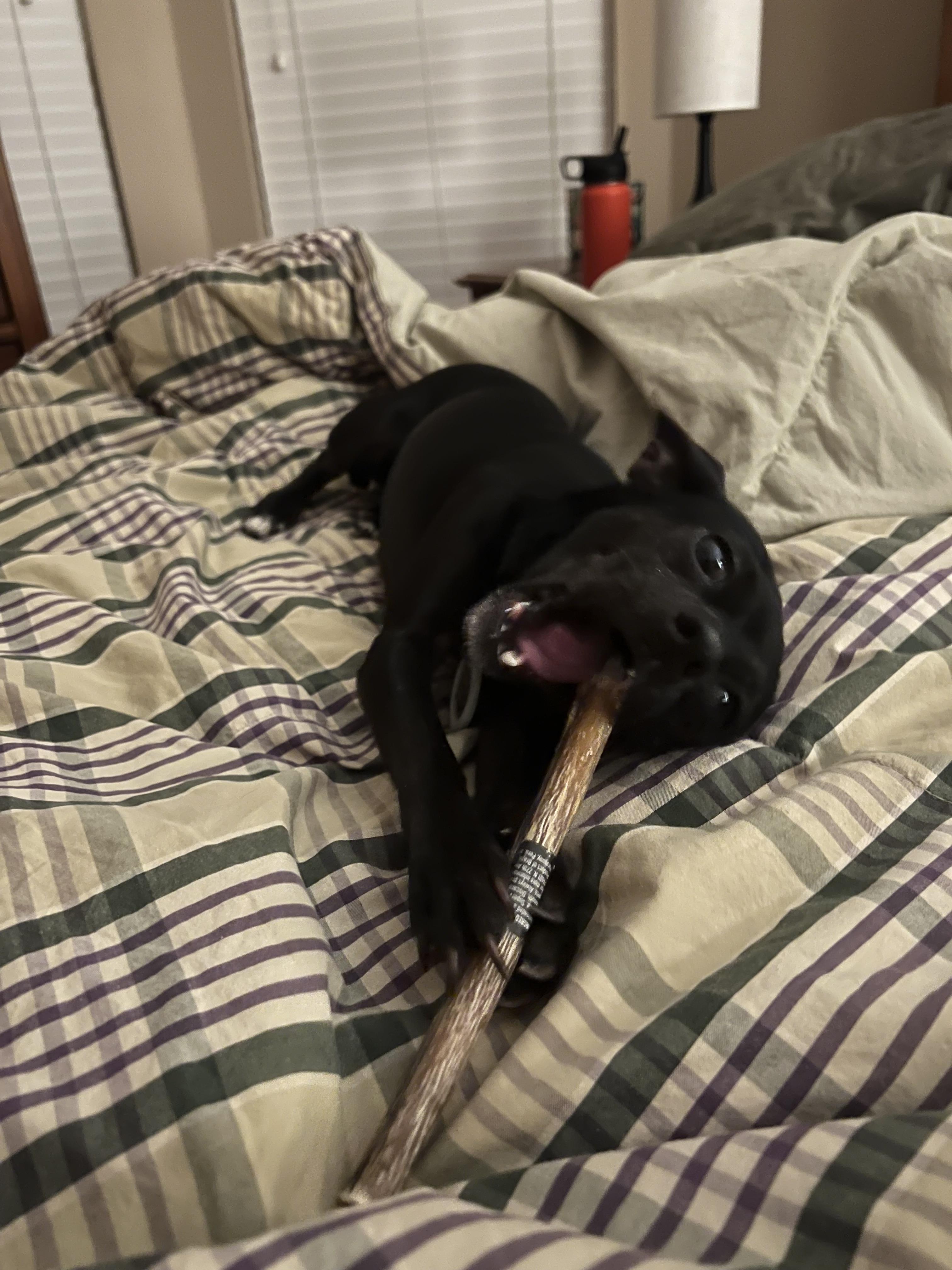 Dixie, a Adoptable mixed breed in Austin, TX image 4/6