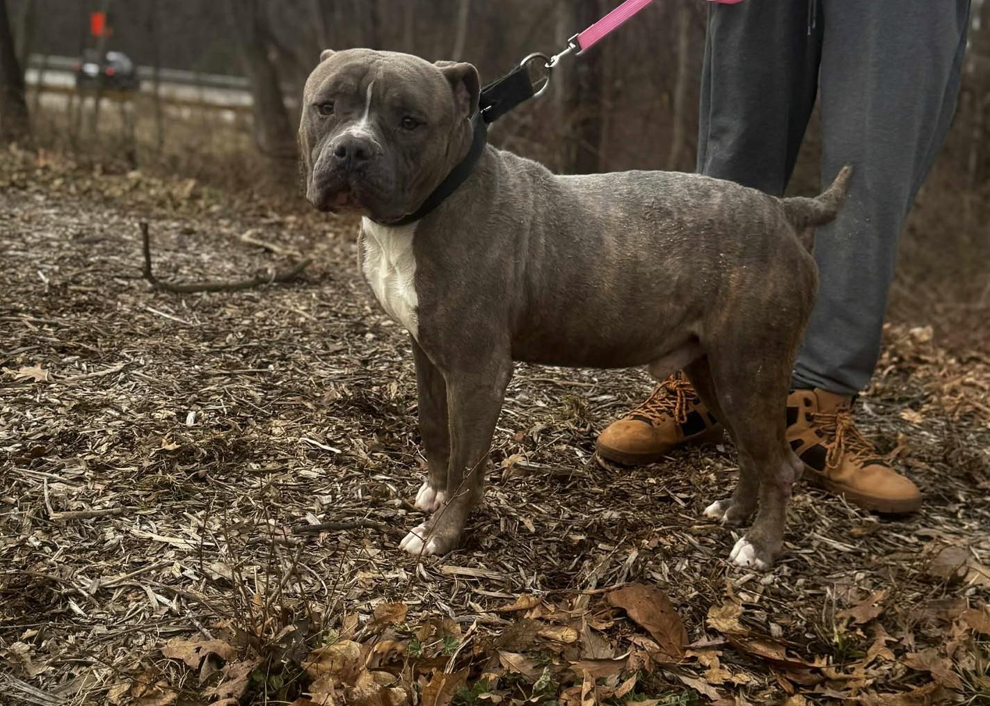 hawk, ADOPTABLE, Adult Male American Staffordshire Terrier & Pit Bull Terrier.