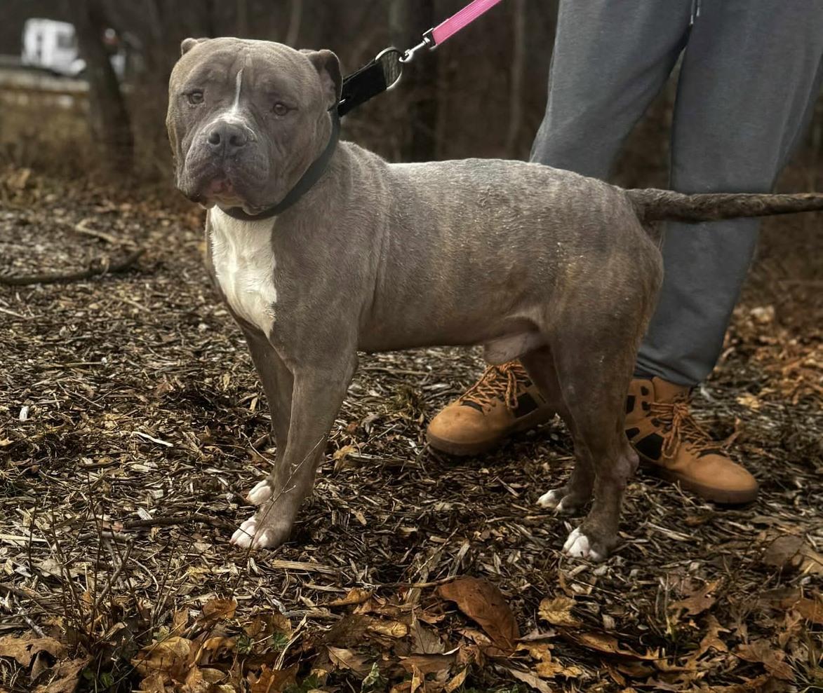 Enlarge hawk, a ADOPTABLE mixed breed in MARION, IN image 2/2