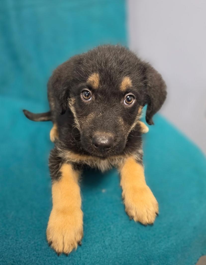 Enlarge Daemon, a Adoptable mixed breed in Lacona, NY image 6/6