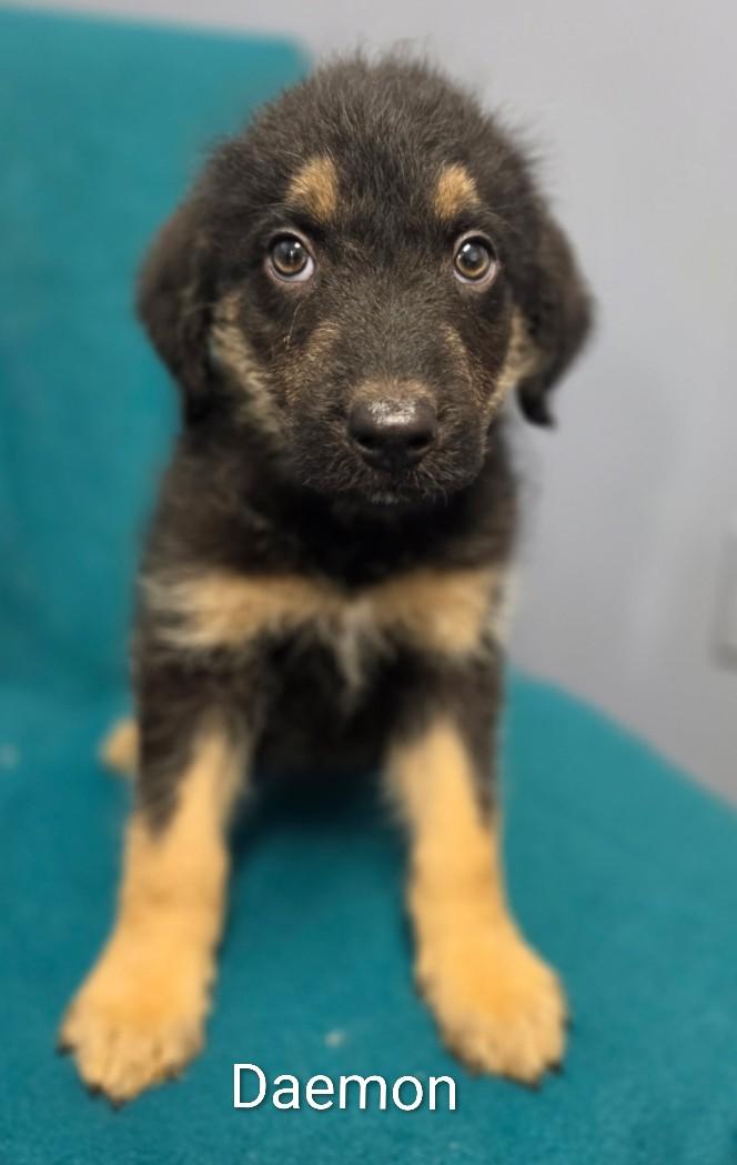 Enlarge Daemon, a Adoptable mixed breed in Lacona, NY image 5/6