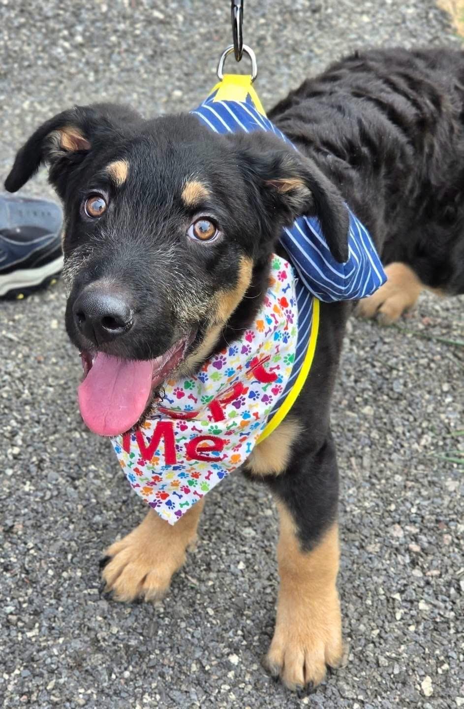 Enlarge Daemon, a Adoptable mixed breed in Lacona, NY image 2/6
