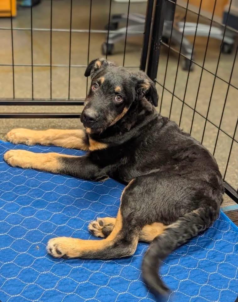 Enlarge Daemon, a Adoptable mixed breed in Lacona, NY image 3/6