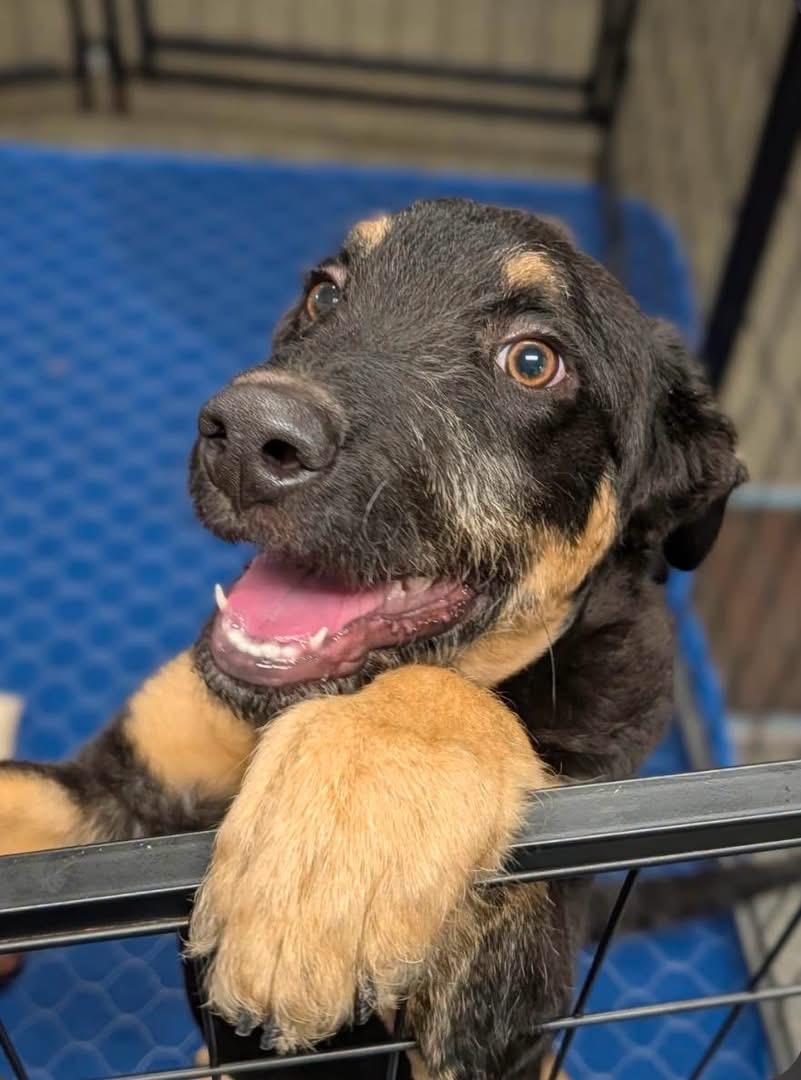 Daemon, Adoptable, Puppy Male Yorkshire Terrier.
