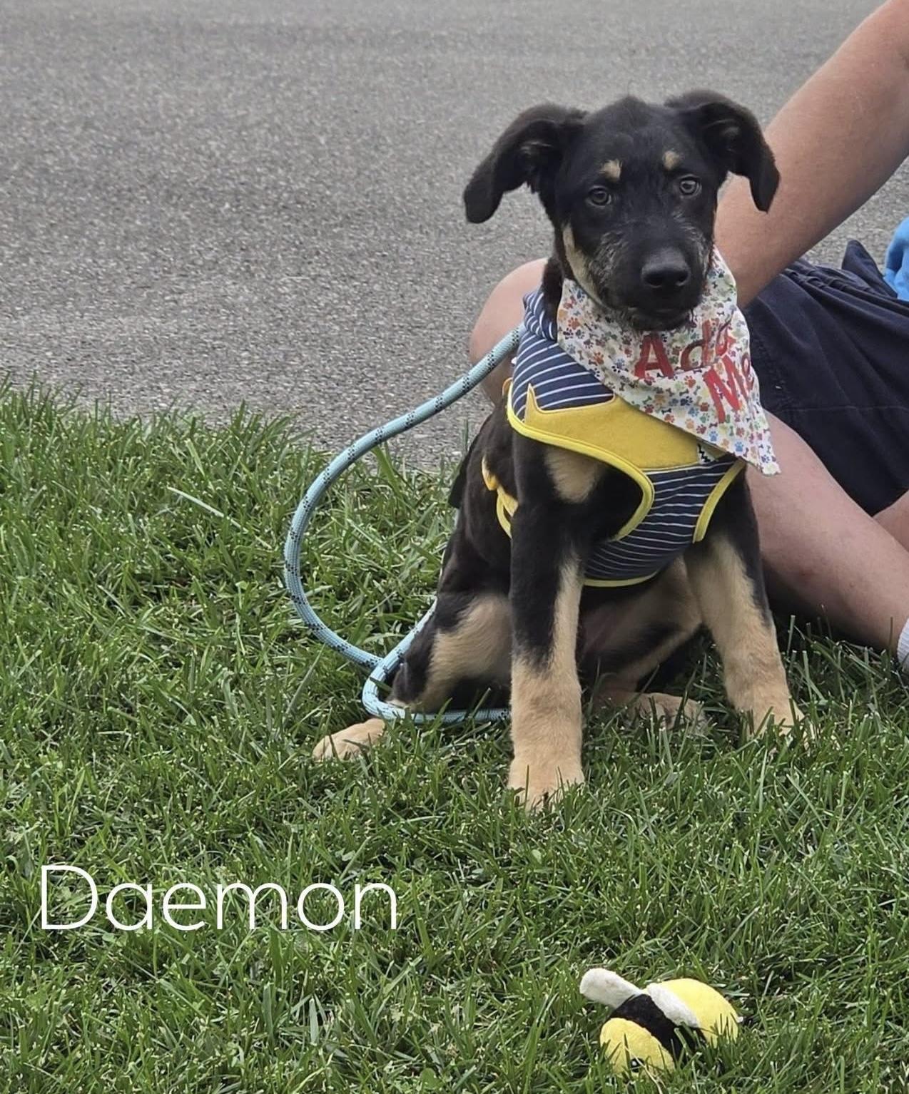 Enlarge Daemon, a Adoptable mixed breed in Lacona, NY image 4/6