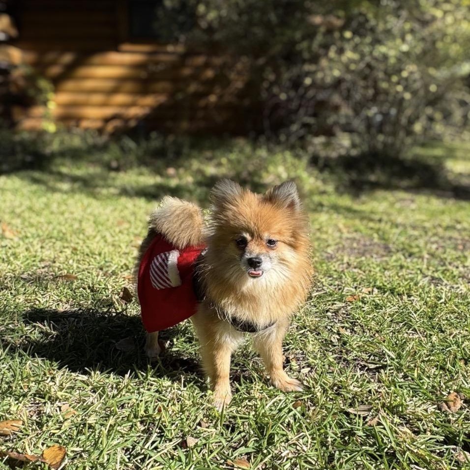 Pinecone, a Adoptable Pomeranian in Atlanta, GA image 1/2