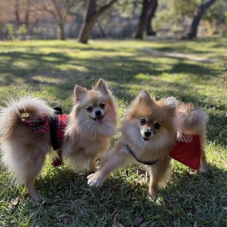 Pinecone, a Adoptable Pomeranian in Atlanta, GA image 2/2