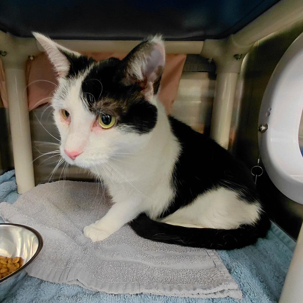 Enlarge Sinclair FKA Oreo, a Adoptable Domestic Short Hair in Philadelphia, PA image 1/1