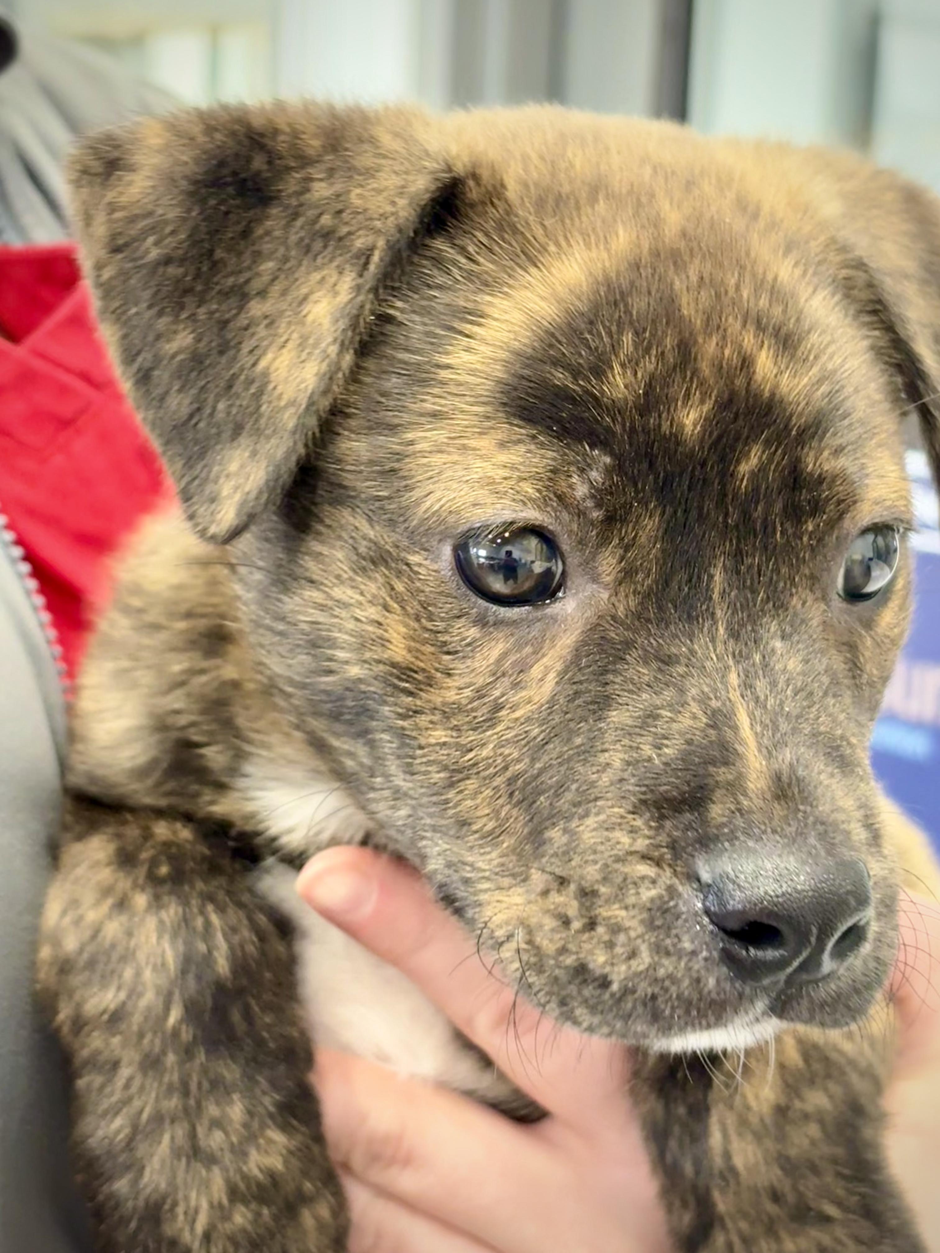 Little Nicky, an adopted mixed breed in Kalamazoo, MI image 2/3