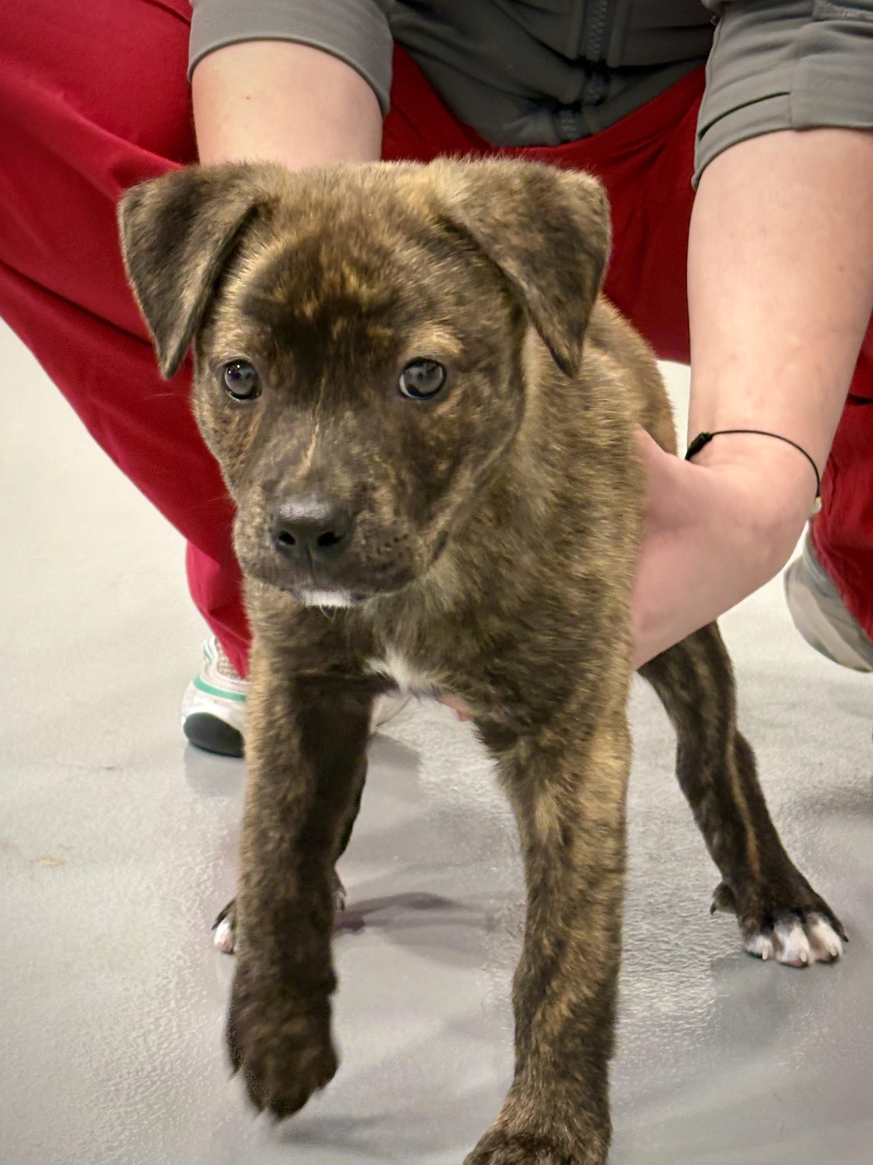 Little Nicky, an adopted mixed breed in Kalamazoo, MI image 3/3