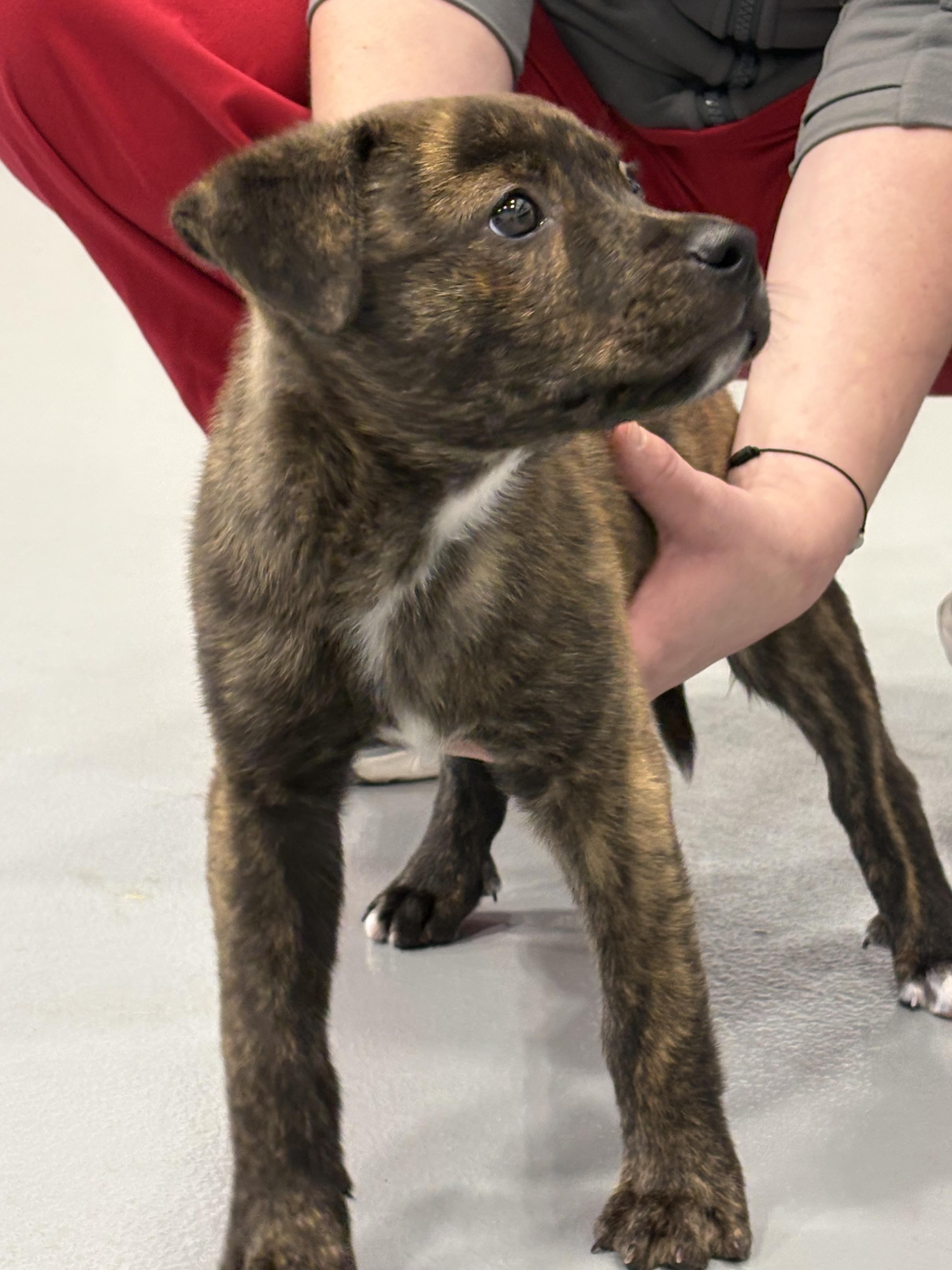 Little Nicky, adopted, Puppy Male Mixed Breed.