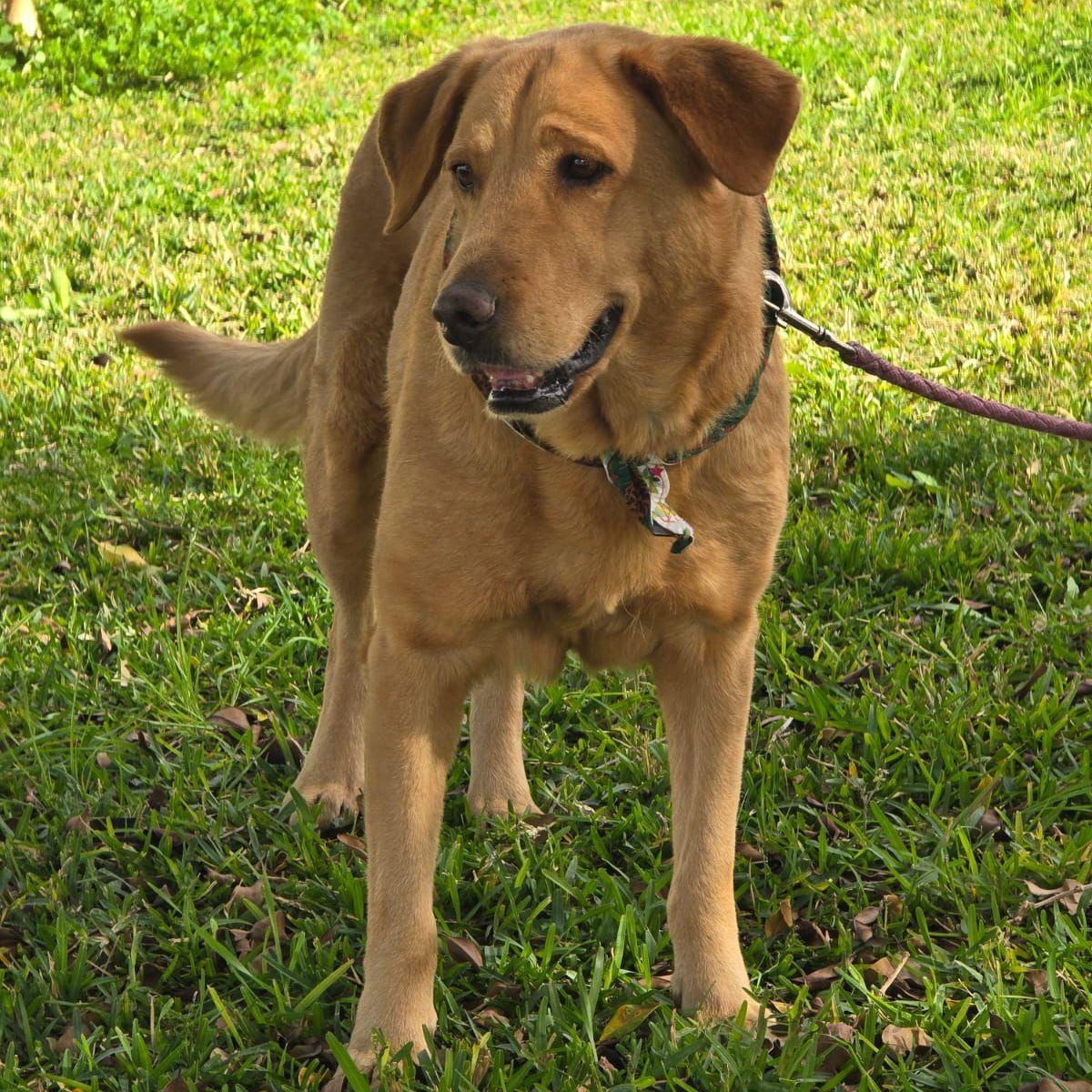 Enlarge Sol (Sun), a ADOPTABLE mixed breed in Tijuana, BCN image 6/6