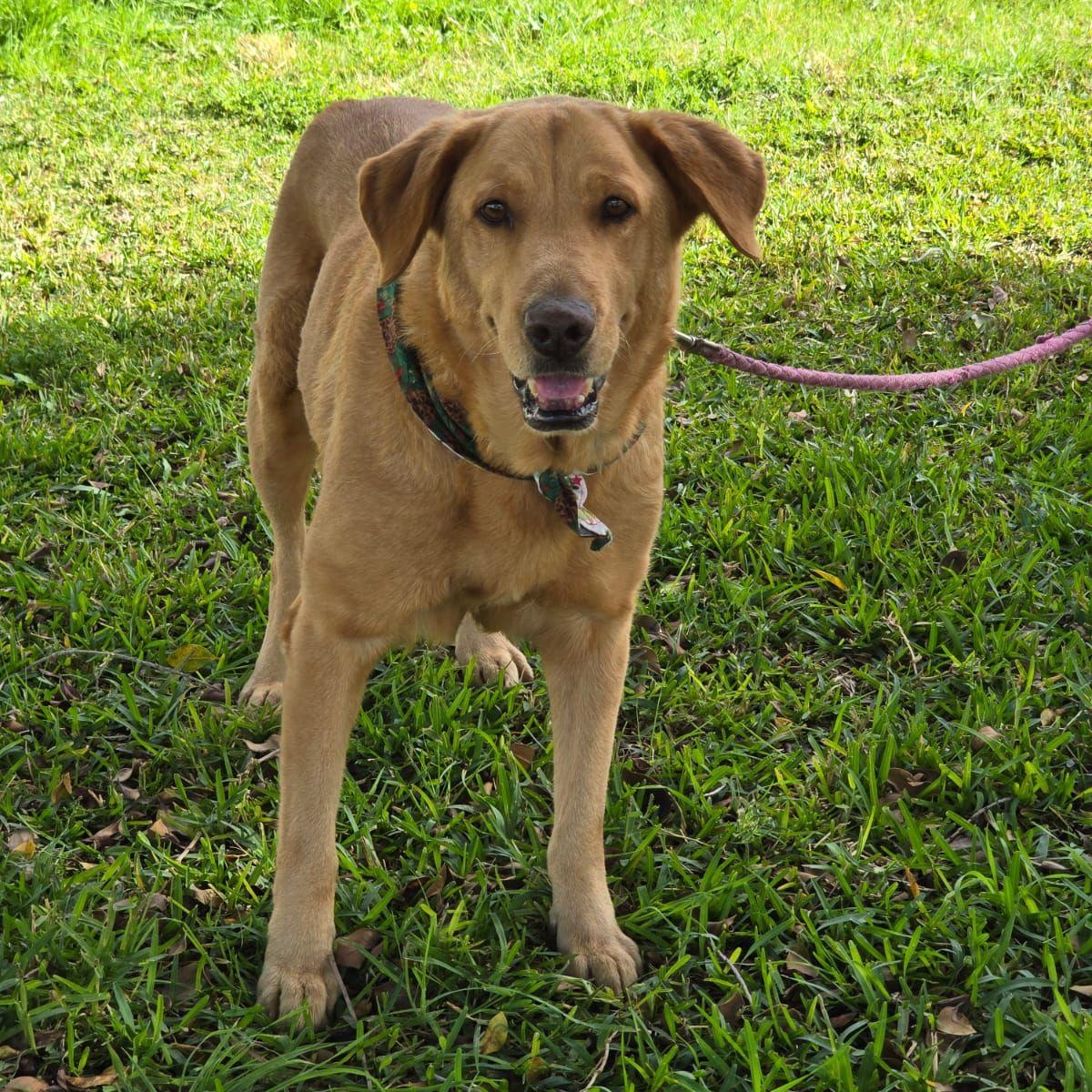Enlarge Sol (Sun), a ADOPTABLE mixed breed in Tijuana, BCN image 3/6