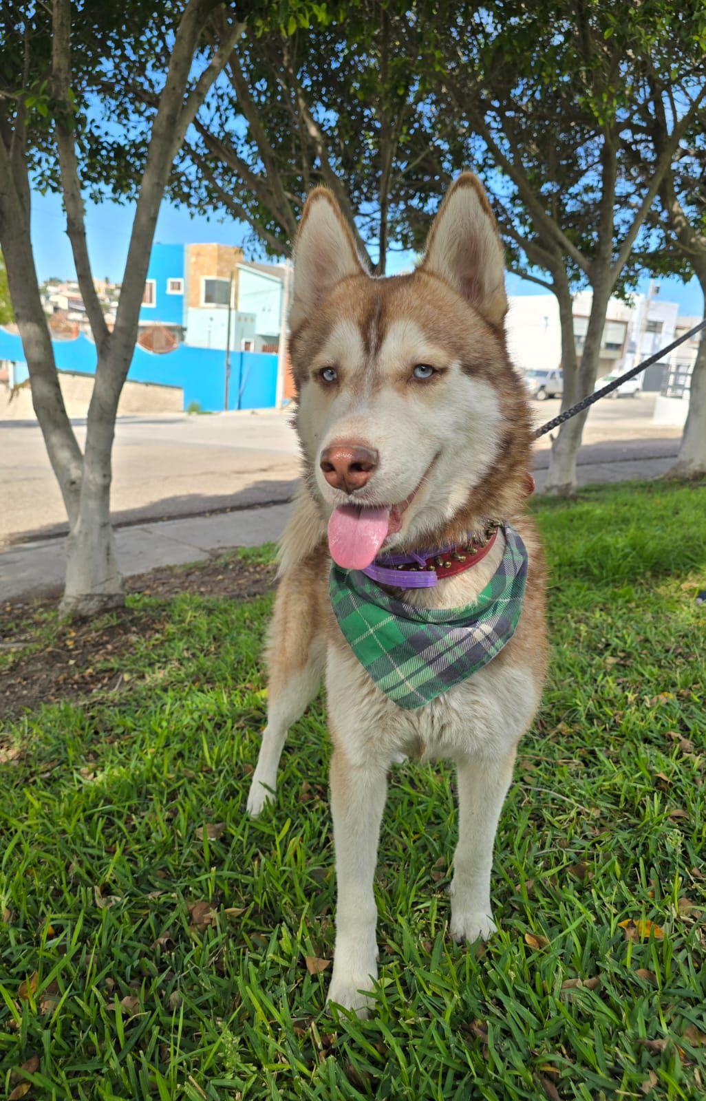 Enlarge Sol (Sun), a ADOPTABLE mixed breed in Tijuana, BCN image 1/6